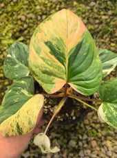 Homalomena snowwhite TC | Grower's Choice, Macau Collection