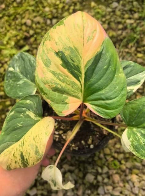 Homalomena snowwhite TC | Grower's Choice, Macau Collection