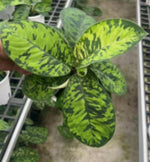 Homalomena 'camouflage' TC | Grower's Choice, Macau Collection