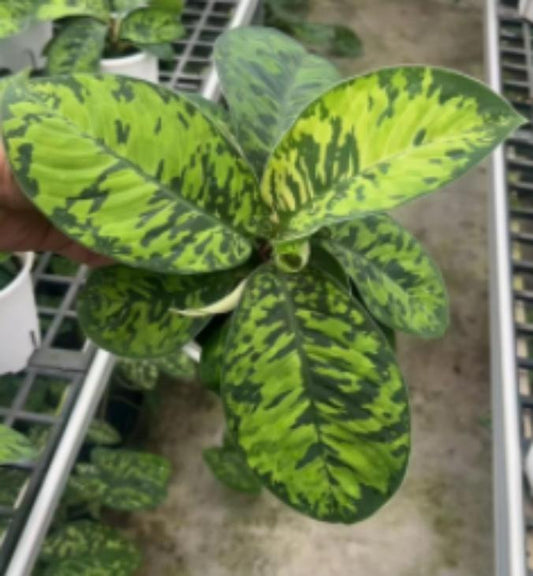 Homalomena 'camouflage' TC | Grower's Choice, Macau Collection