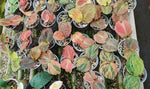 Kaemferia Variegated TC | Grower's Choice, Macau Collection