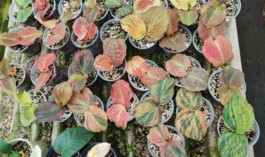 Kaemferia Variegated TC | Grower's Choice, Macau Collection