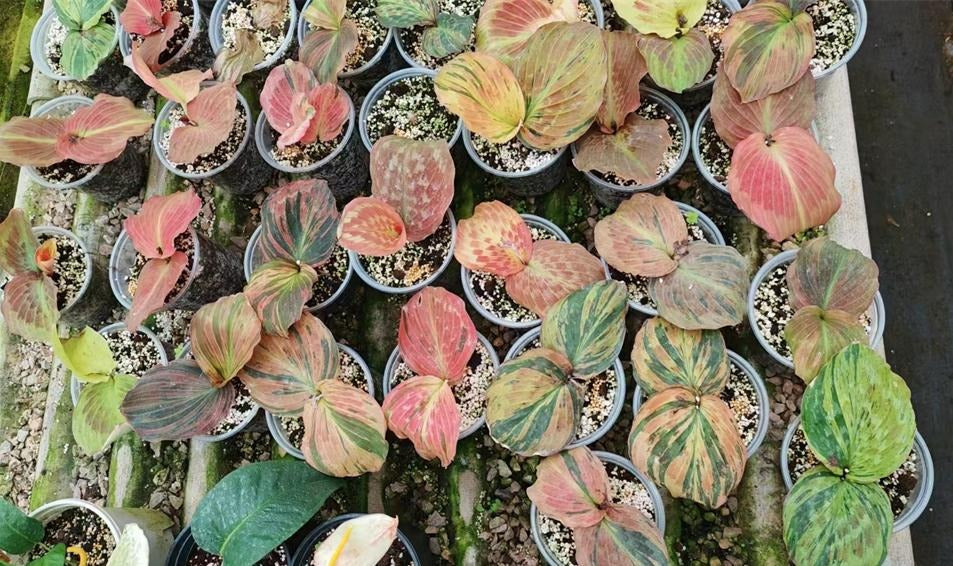 Kaemferia Variegated TC | Grower's Choice, Macau Collection