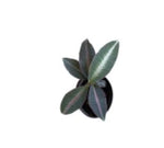 Labisia pumila ‘Electric Pink TC | Grower's Choice, Macau Collection