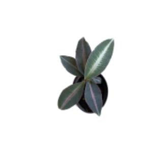 Labisia pumila ‘Electric Pink TC | Grower's Choice, Macau Collection