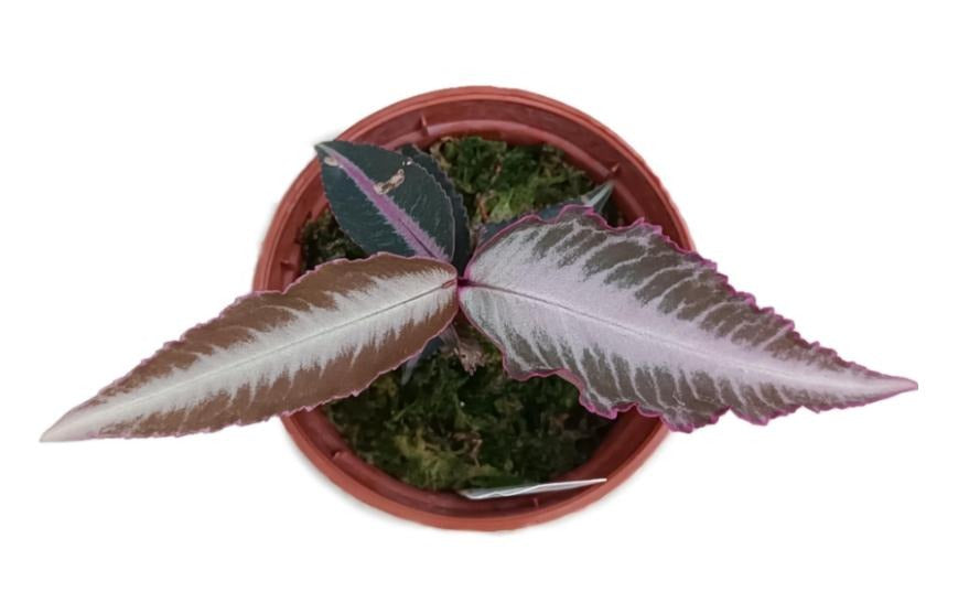 Labisia Pumila “Silver Pink” TC | Grower's Choice, Macau Collection
