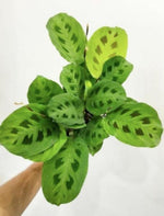 Maranta leuconeura Kerchoviana TC | Grower's Choice, Macau Collection