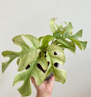Mini Monstera ( Rhaphidophora tetrasperma ) TC | Grower's Choice, Macau Collection