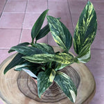 Monstera standleyana var TC | Grower's Choice, Macau Collection