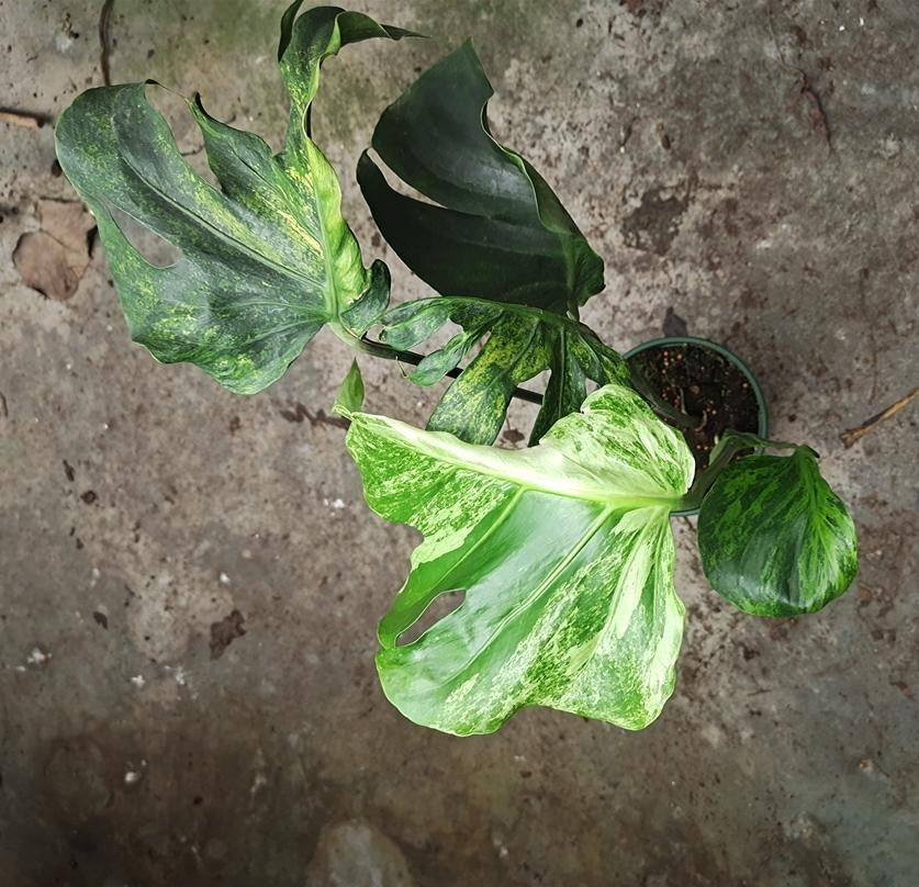 Monstera Coral TC | Grower's Choice, Macau Collection