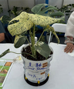 Monstera star shawdow TC | Grower's Choice, Macau Collection