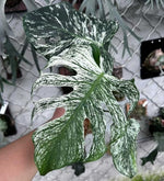 Monstera devil B TC | Grower's Choice, Macau Collection