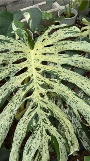 monstera bulbasaur A TC | Grower's Choice, Macau Collection