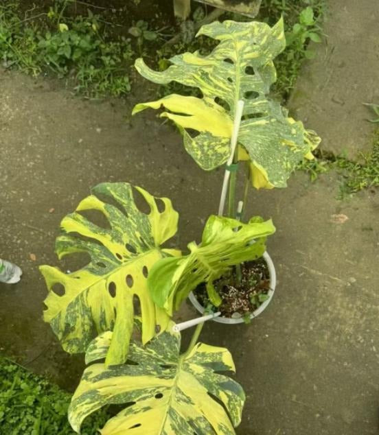 monstera electrolight king TC | Grower's Choice, Macau Collection