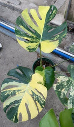 monstera lemon pom pom TC | Grower's Choice, Macau Collection
