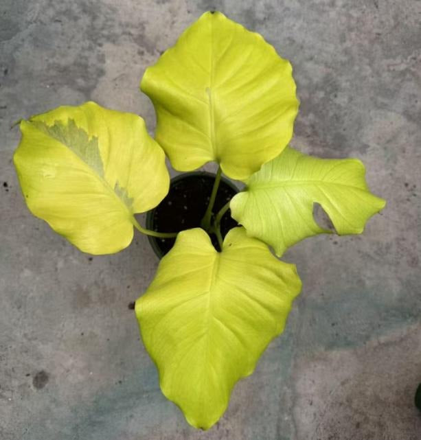 monstera creme brulee fully aurea TC | Grower's Choice, Macau Collection