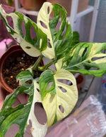 Monstera Adansonii Variegated TC | Grower's Choice, Macau Collection
