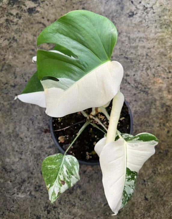 Monstear Albo TC | Grower's Choice, Macau Collection