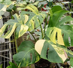Monstera Aurea TC | Grower's Choice, Macau Collection
