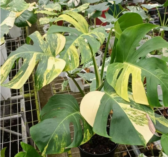 Monstera Aurea TC | Grower's Choice, Macau Collection