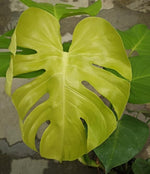 Monstera Lime TC | Grower's Choice, Macau Collection
