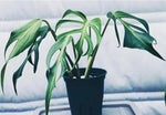 Monstera Burle Marx Flame TC | Grower's Choice, Macau Collection