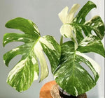 Monstera Thai Constellation A quality TC | Grower's Choice, Macau Collection