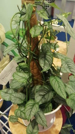Monstera siamensis TC | Grower's Choice, Macau Collection