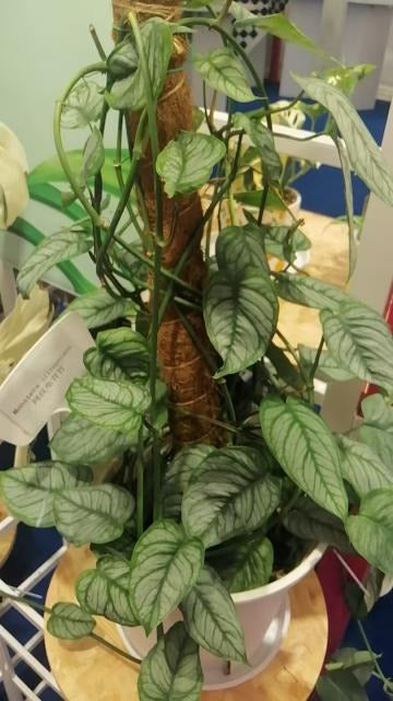 Monstera siamensis TC | Grower's Choice, Macau Collection