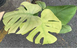 Monstera mint USA version TC | Grower's Choice, Macau Collection