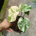 Monstera mint CN version TC | Grower's Choice, Macau Collection