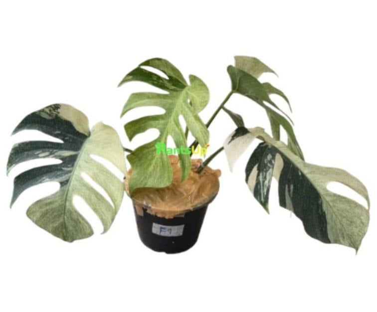 Monstera mint TH version TC | Grower's Choice, Macau Collection