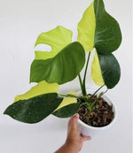 Monstera lemon lime "half moon" variegated TC | Grower's Choice, Macau Collection