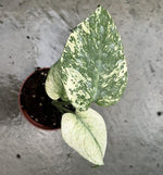 monstera white monster TC | Grower's Choice, Macau Collection