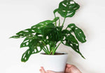 Monstera Friedrichsthalii TC | Grower's Choice, Macau Collection