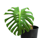 Monstera deliciosa TC | Grower's Choice, Macau Collection