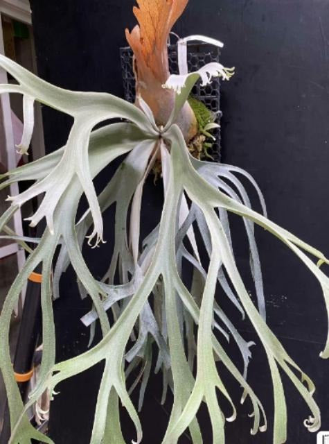 P.Willinckii Bogor Suddan TC | Grower's Choice, Macau Collection