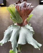 P.antis/P.elemaria TC | Grower's Choice, Macau Collection