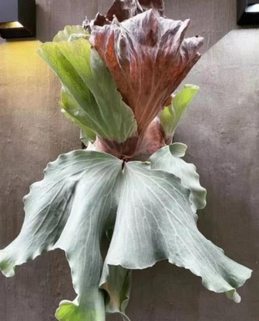 P.antis/P.elemaria TC | Grower's Choice, Macau Collection