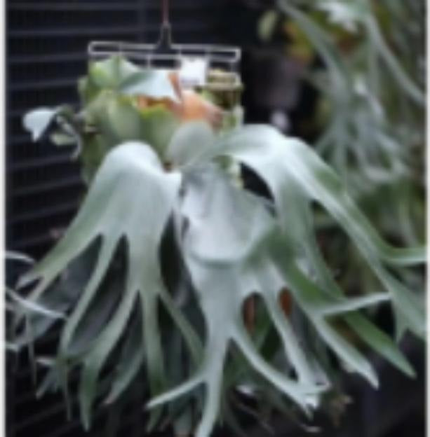 P.blue moon TC | Grower's Choice, Macau Collection
