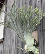 P.veitchii cv.Auburn River (from Lisawa NA) TC | Grower's Choice, Macau Collection