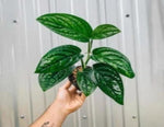 Peru / Karstenianum TC | Grower's Choice, Macau Collection