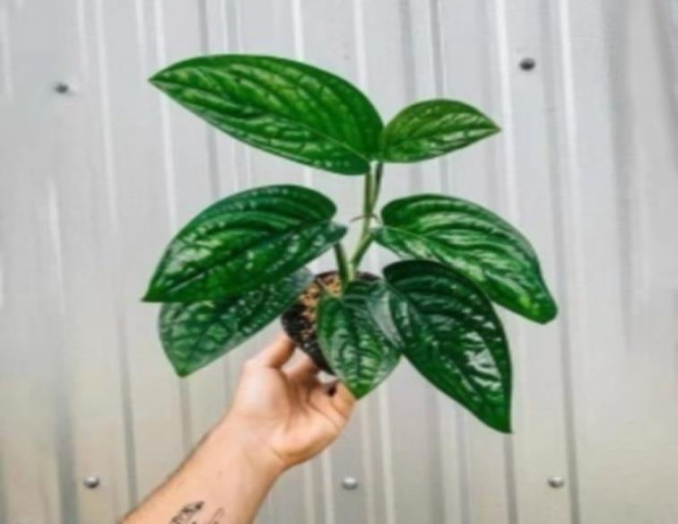 Peru / Karstenianum TC | Grower's Choice, Macau Collection
