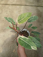 Philodendron spring snow TC | Grower's Choice, Macau Collection