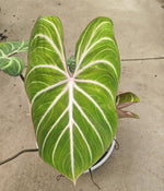 Philodendron Gloriosum pink black TC | Grower's Choice, Macau Collection