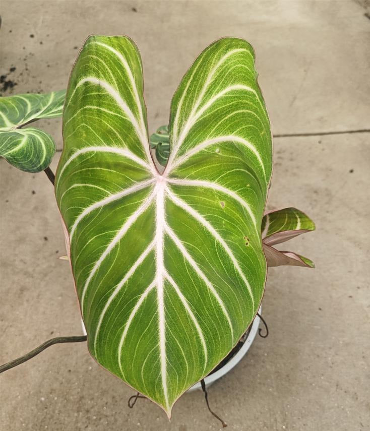 Philodendron Gloriosum pink black TC | Grower's Choice, Macau Collection