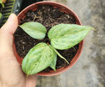 philodendron sodiroi mint TC | Grower's Choice, Macau Collection