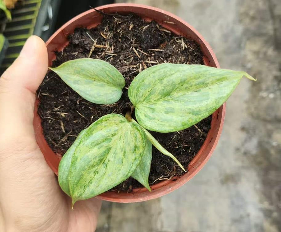 philodendron sodiroi mint TC | Grower's Choice, Macau Collection
