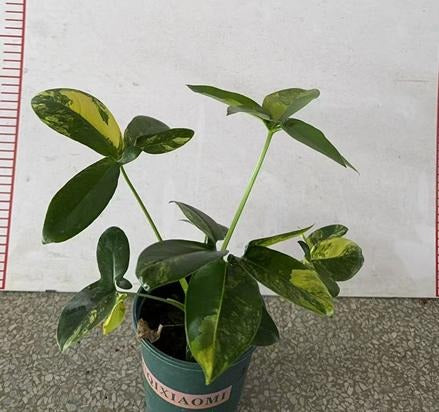 Philodendron Goeldii var TC | Grower's Choice, Macau Collection