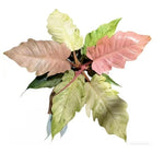 Philodendron Strawberry MarbleVariegated TC | Grower's Choice, Macau Collection